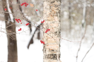 Image-preview_300x200