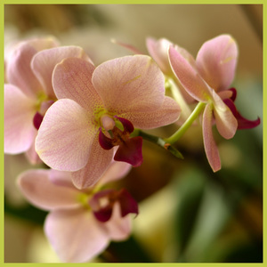 Image-preview_300x200