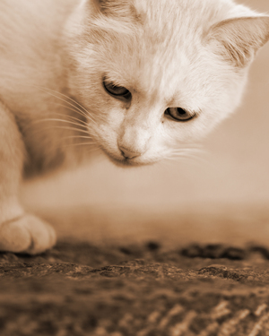 Image-preview_300x200