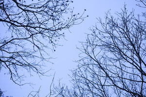 Image-preview_300x200