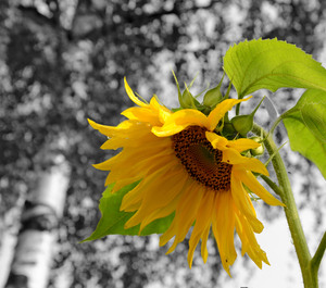 Image-preview_300x200