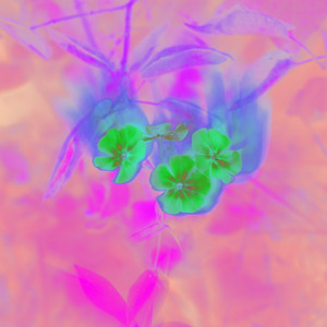 Image-preview_300x200