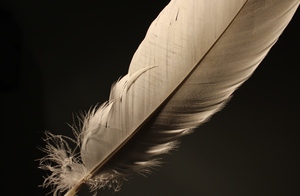 Image-preview_300x200