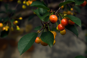 Image-preview_300x200