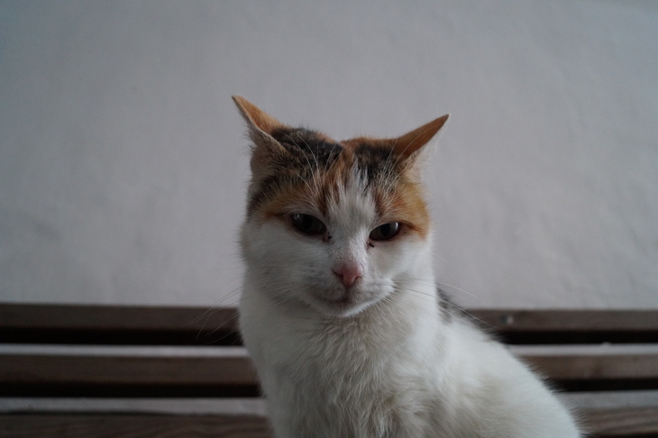 Image-normal