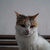 Image-square_50