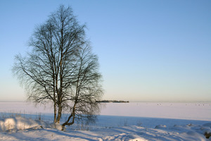 Image-preview_300x200