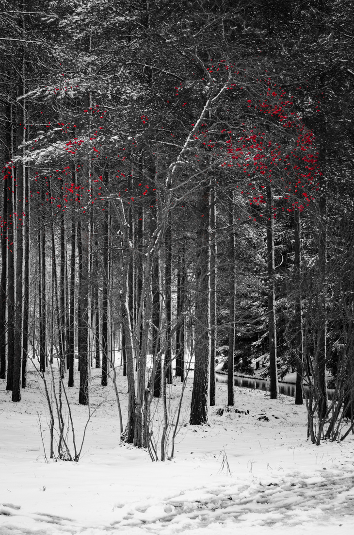 Image-normal
