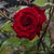 Image-square_50