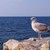 Image-square_50