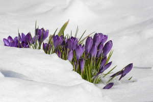 Image-preview_300x200