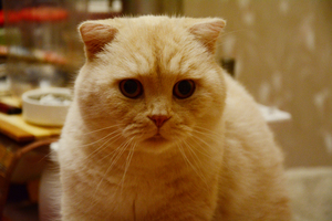 Image-preview_300x200