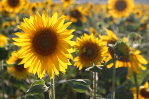 Image-preview_300x200