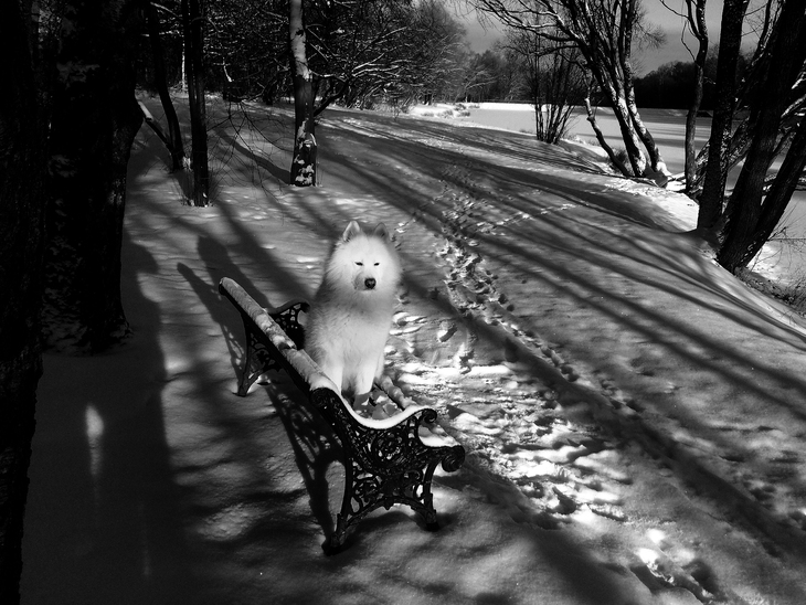 Image-normal