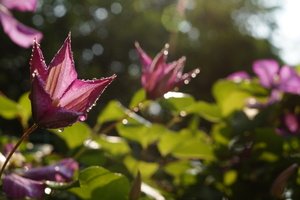 Image-preview_300x200