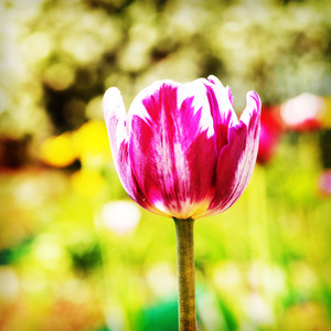 Image-preview_300x200