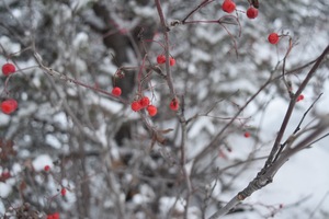 Image-preview_300x200