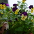 Image-square_50
