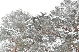 Image-preview_300x200