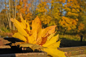 Image-preview_300x200