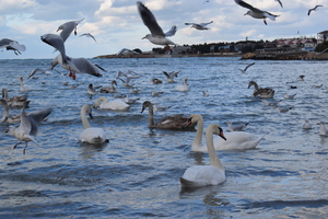 Image-preview_300x200