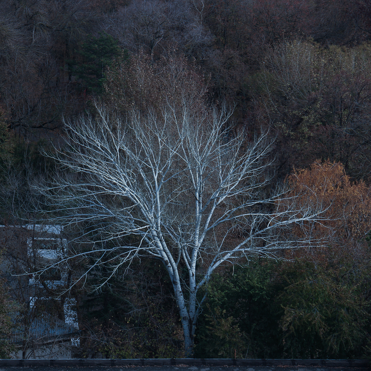 Image-normal