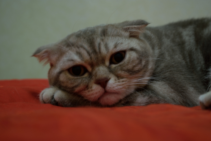 Image-normal