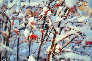 Image-preview_300x200