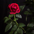 Image-square_50