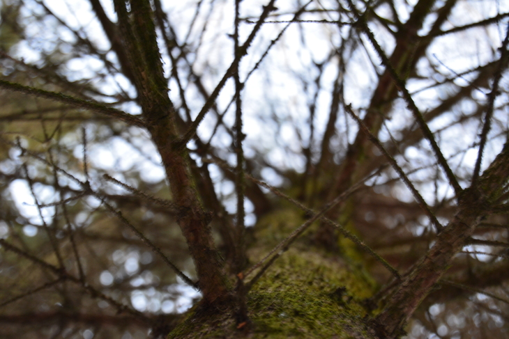 Image-normal