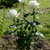 Image-square_50