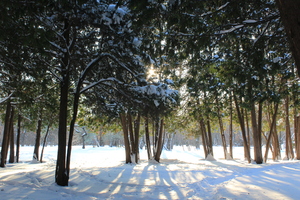 Image-preview_300x200
