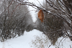 Image-preview_300x200
