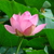 Image-square_50