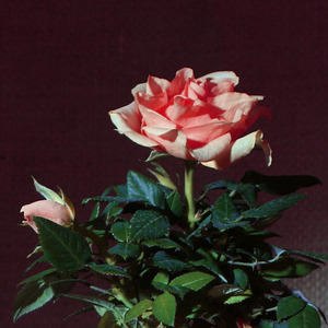 Image-preview_300x200