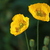 Image-square_50