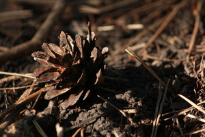 Image-preview_300x200