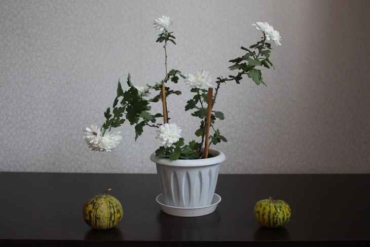 Image-normal