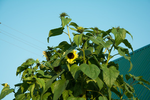 Image-preview_300x200