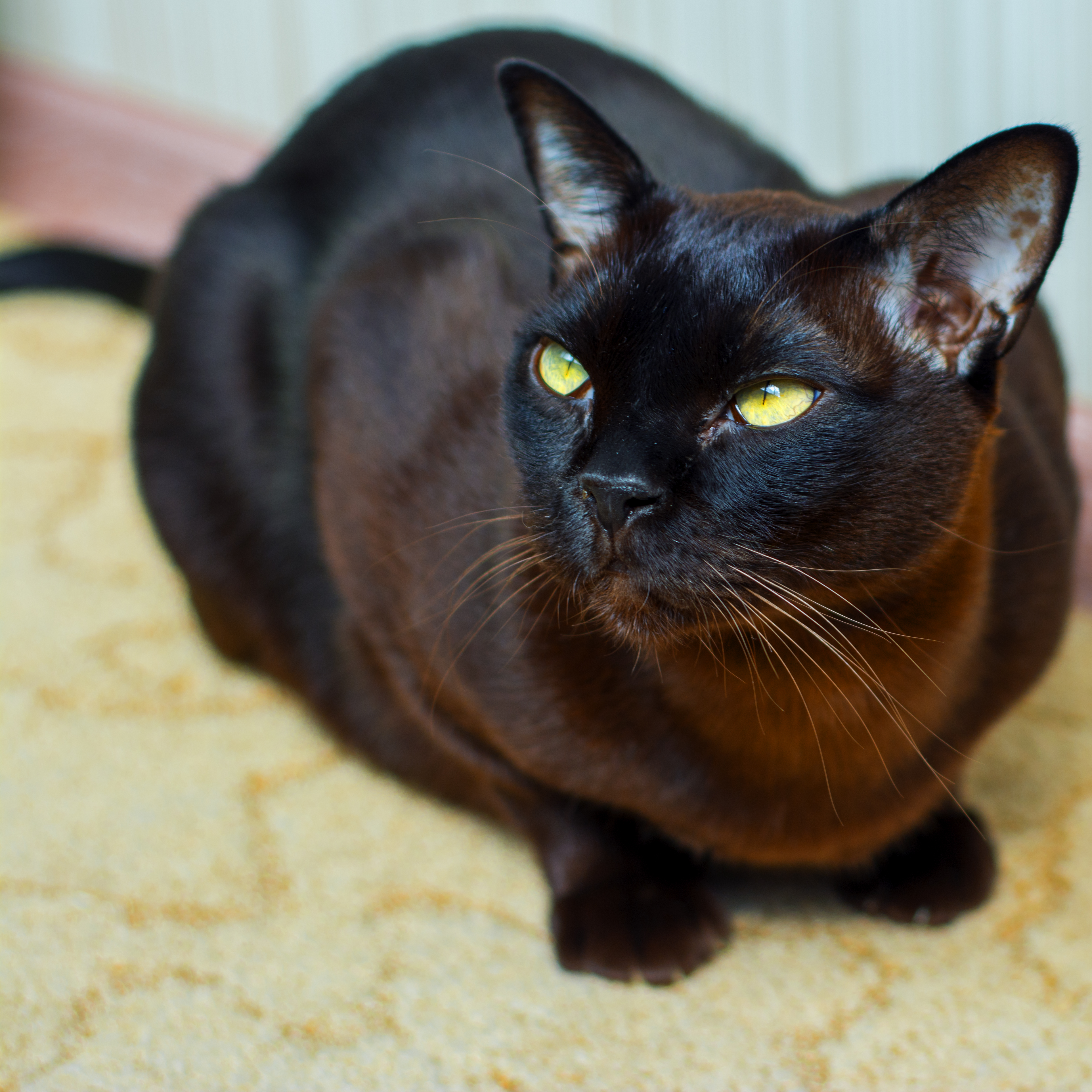 Бурманская кошка черная