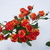 Image-square_50