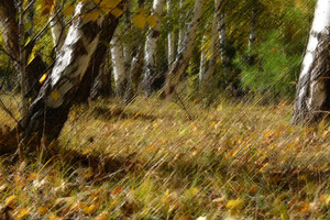 Image-preview_300x200