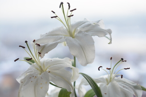 Image-preview_300x200