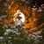 Image-square_50