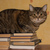 Image-square_50