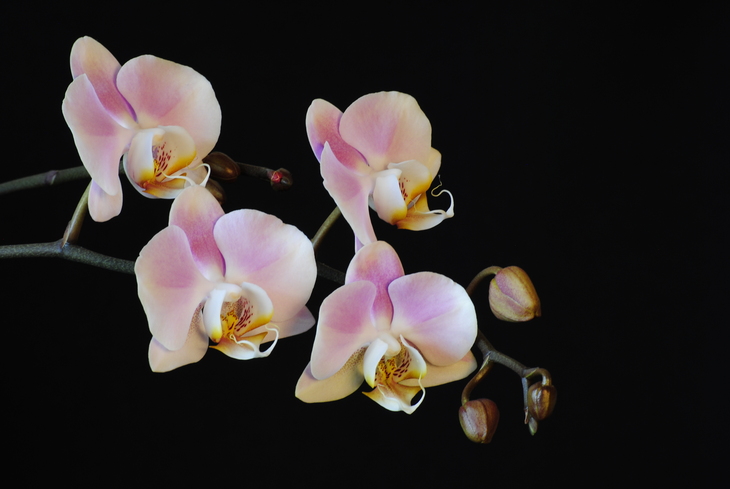 Image-normal