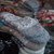 Image-square_50