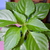 Image-square_50