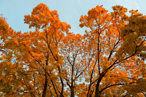 Image-preview_300x200
