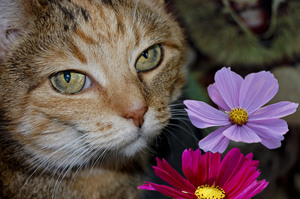 Image-preview_300x200